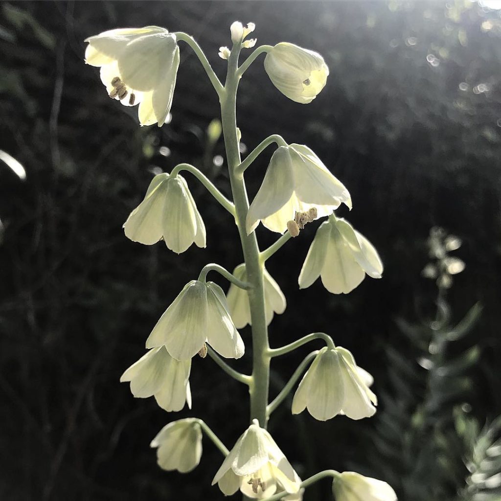 Morning bells #fritillaria #persica #persianlily #inmygarden...