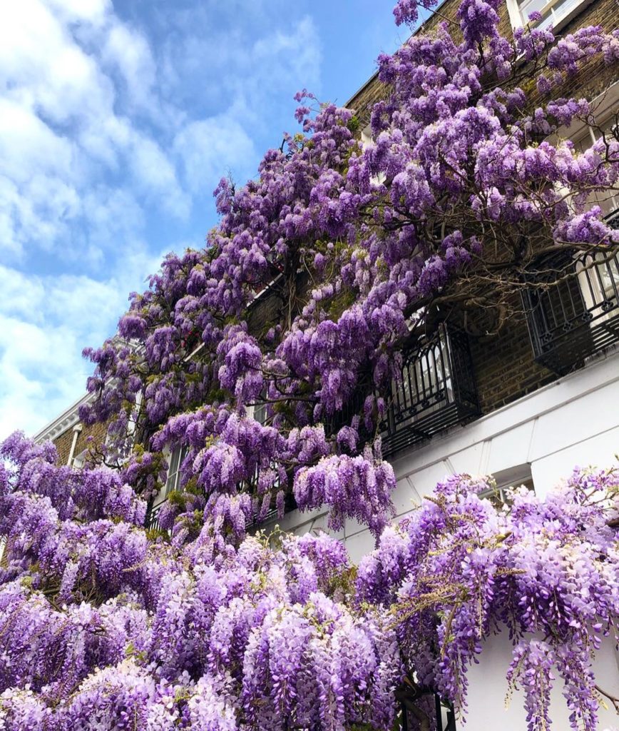 Wisteria hysteria in London! This one in Bedford Gardens is simply stunning and ...