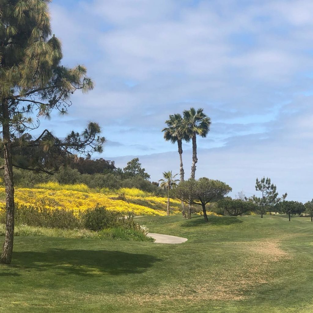Sometimes hitting it in the rough is just fine....
.
.
.
#ranchosantafe #sandieg...