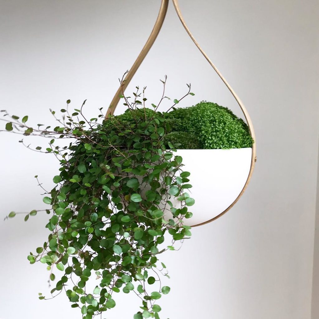 Greening  Trial planting the beautiful @tomraffield Morvah suspended planters fo...