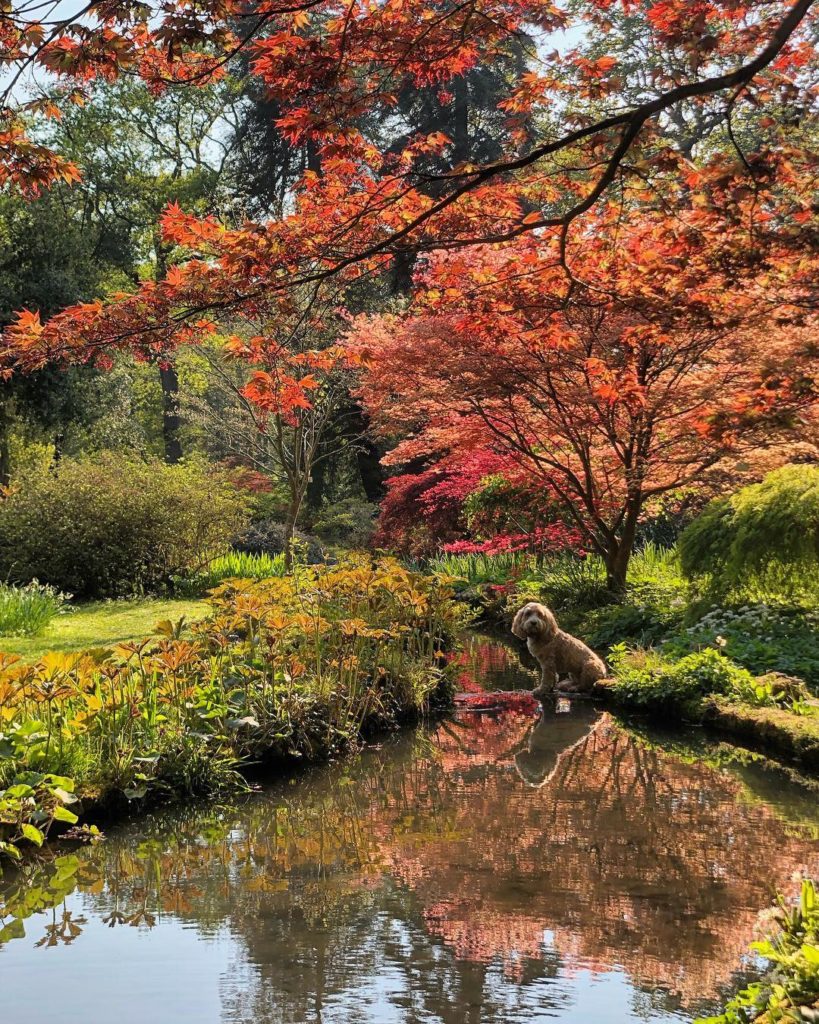Who me? Walk on water? Sure!... : #dogsofinstagram : #Willow - #cockerpoo #super...
