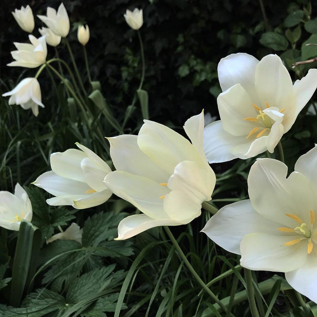 Easter parade  #happyeaster #tulip #whitetriumphator #inmygarden...