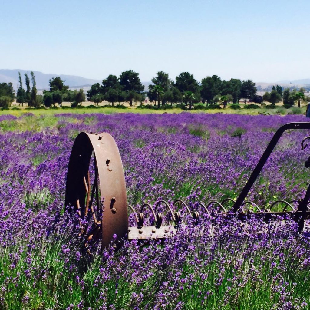 gardendesignmag: Lavender fan? The Lavender festival runs May 23-June 30 in Highland Springs (bet… Lavender fan? The Lavender festival runs May 23-June 30 in Highland Springs (bet...
