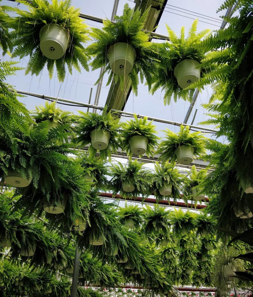 houseplantjournal: Despite what this image may say, I’m a Leafs fan! Well done last night @maplelea… Despite what this image may say, I'm a Leafs fan! Well done last night @maplelea...