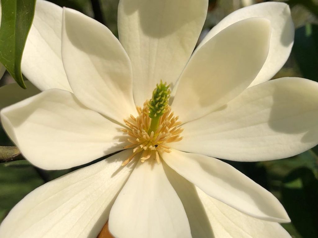 #Magnificent #perfection : Michelia ‘#Fairy #Queen’ : #stunning #cream coloured ...