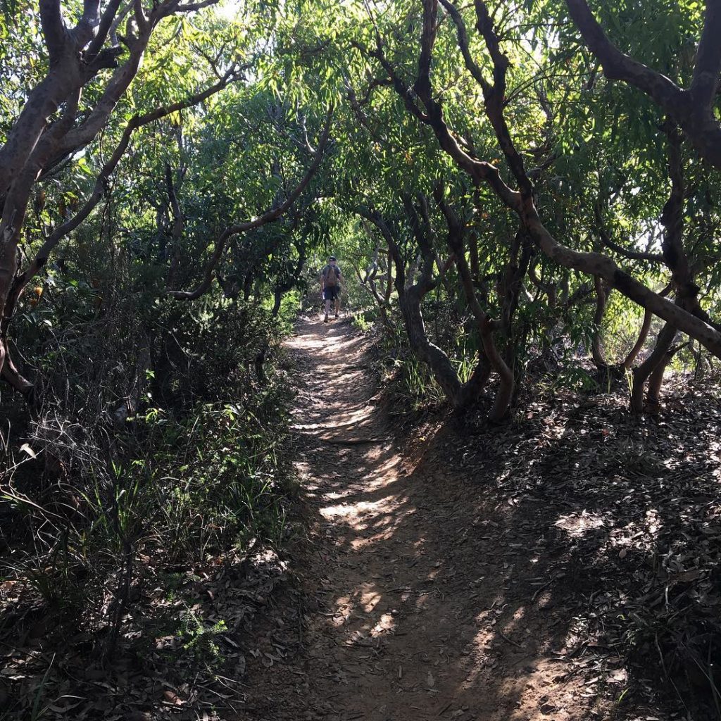 #lastday #Australia long walk in #bouddinationalpark #temporaterainforest loads ...