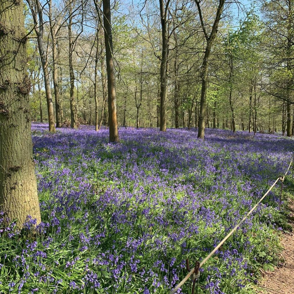 Scented blue loveliness with nature doing what she does best naturally #bluebell...