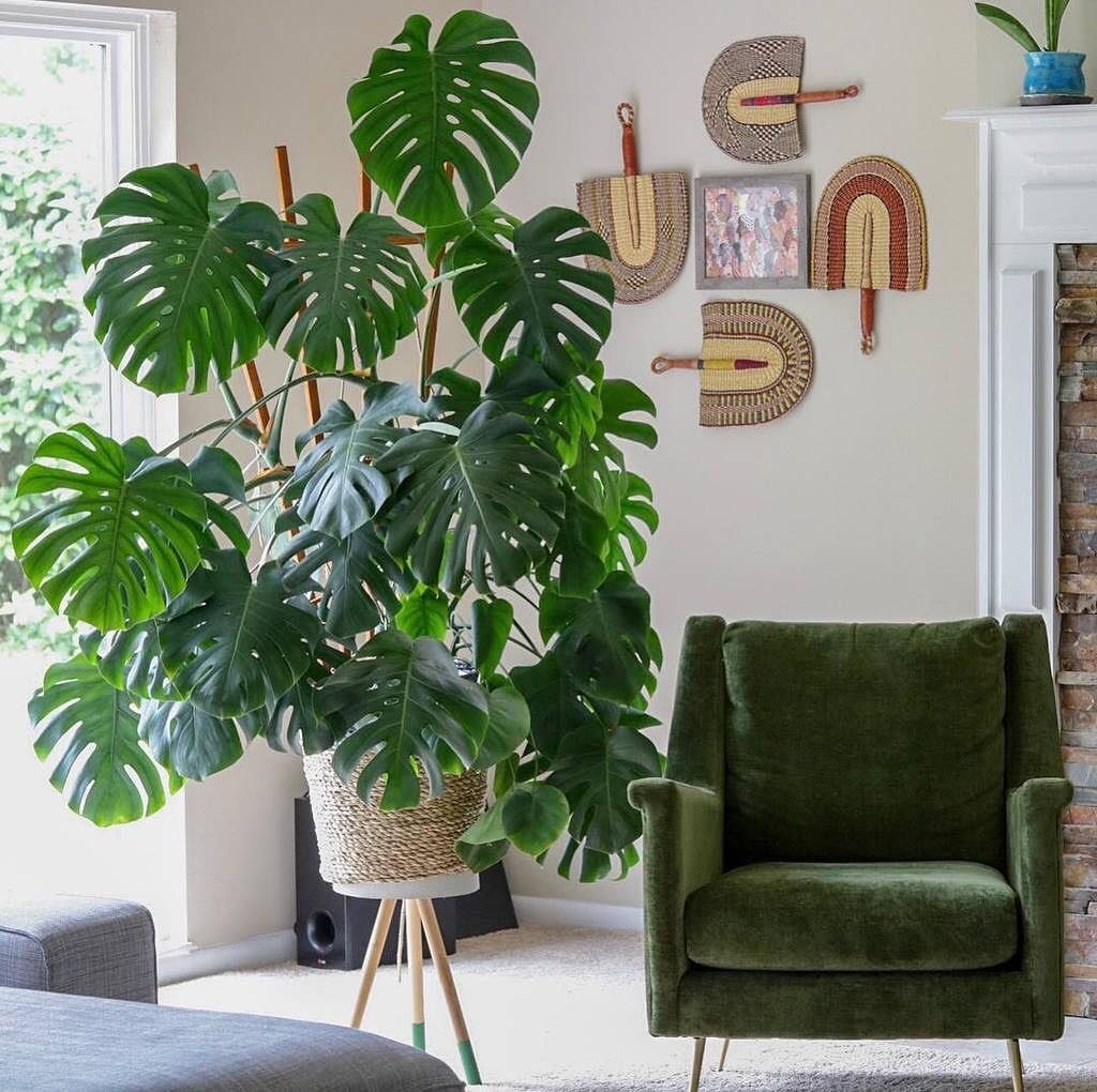 The perfect place to kick off this fine #monsteramonday morning @plantingpink...