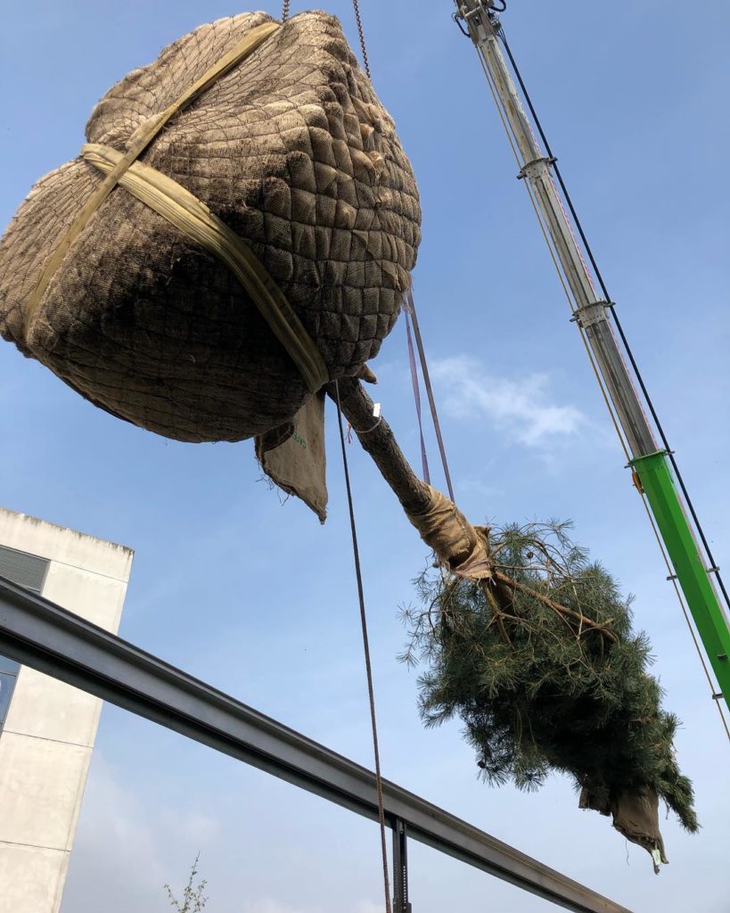 #exciting progress on site @maggiesyorkshire ... #love a #flying #tree!
@swinbur...