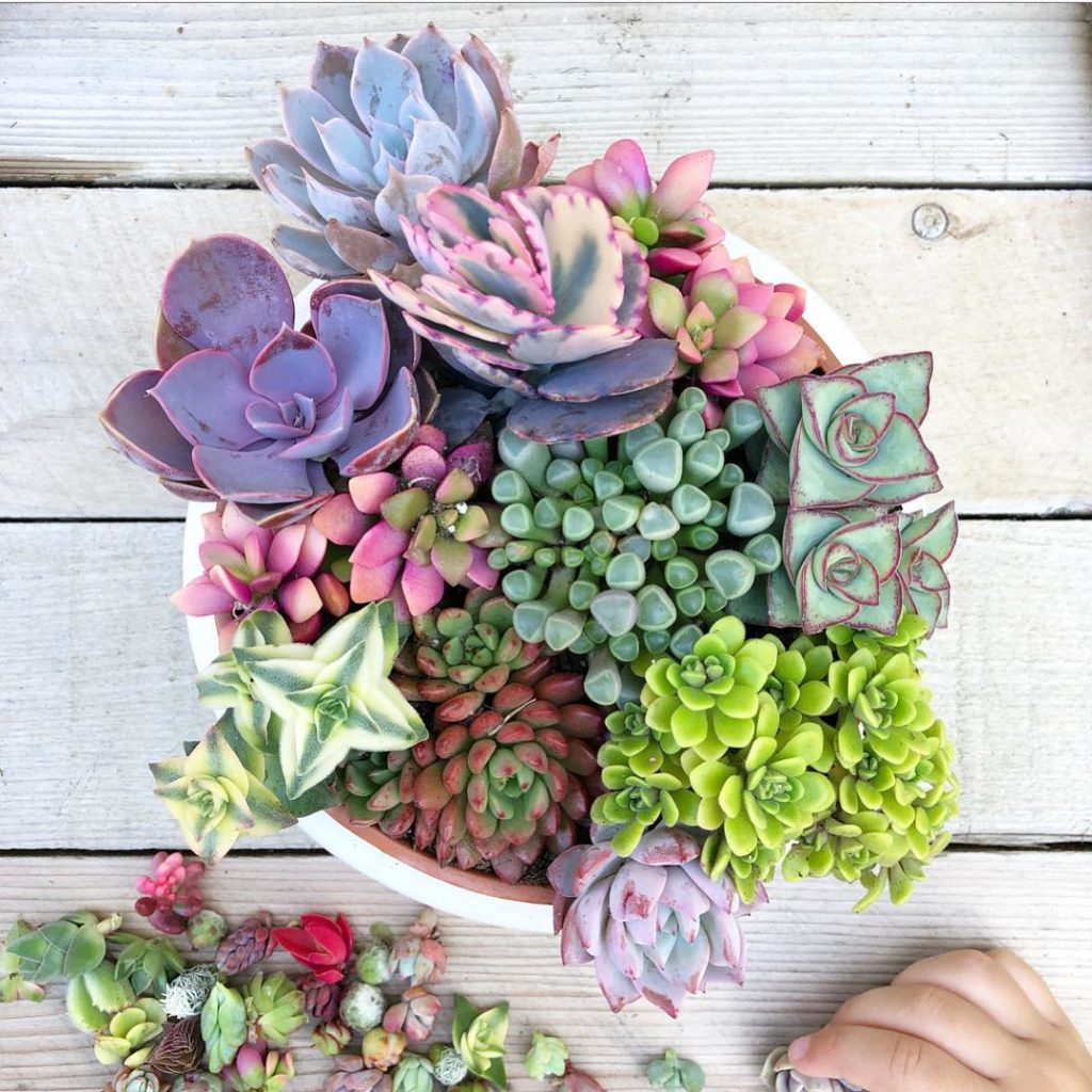 We’re gathering all the Pixie Succulents for your orders! Thank You! We do a HaP...