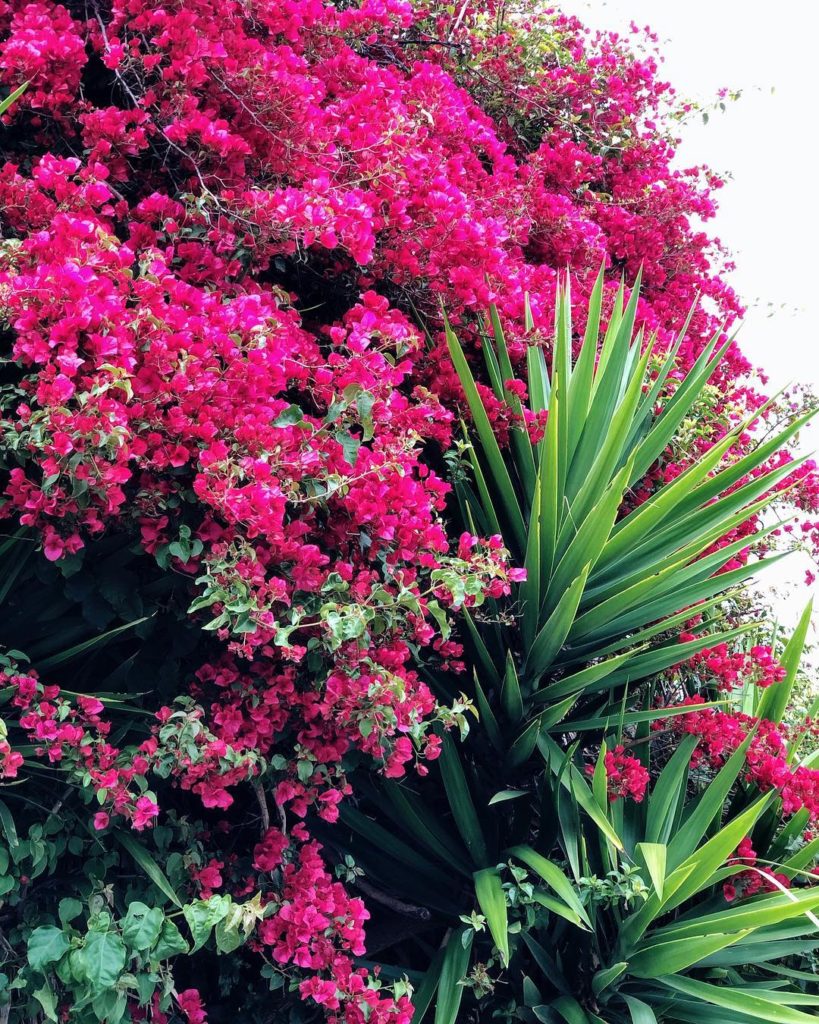 When you & your bestie are v different but also inseparable #jungalow #bffgoals...