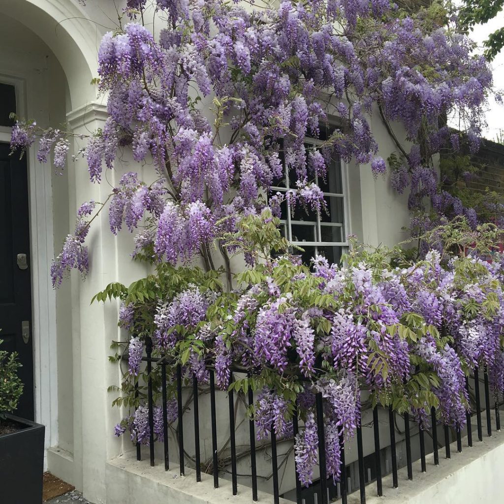 #backhome my #wisteriasinensis doing its thing - so glad not to have missed it t...