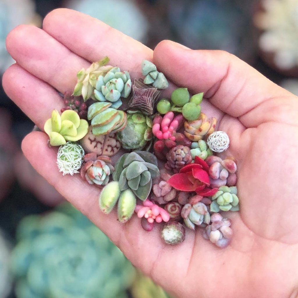 Pixie Succulents now available on our website!!...