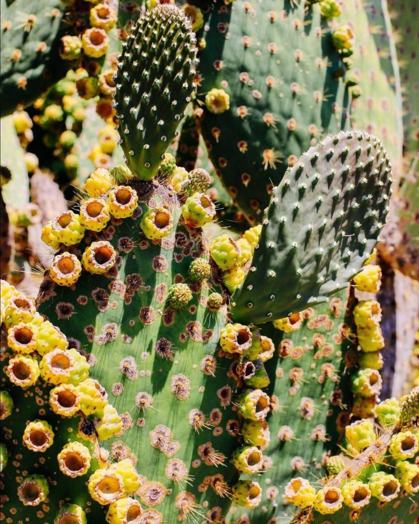 When you’re cute but can be a little prickly if someone gets too close #jungalow...