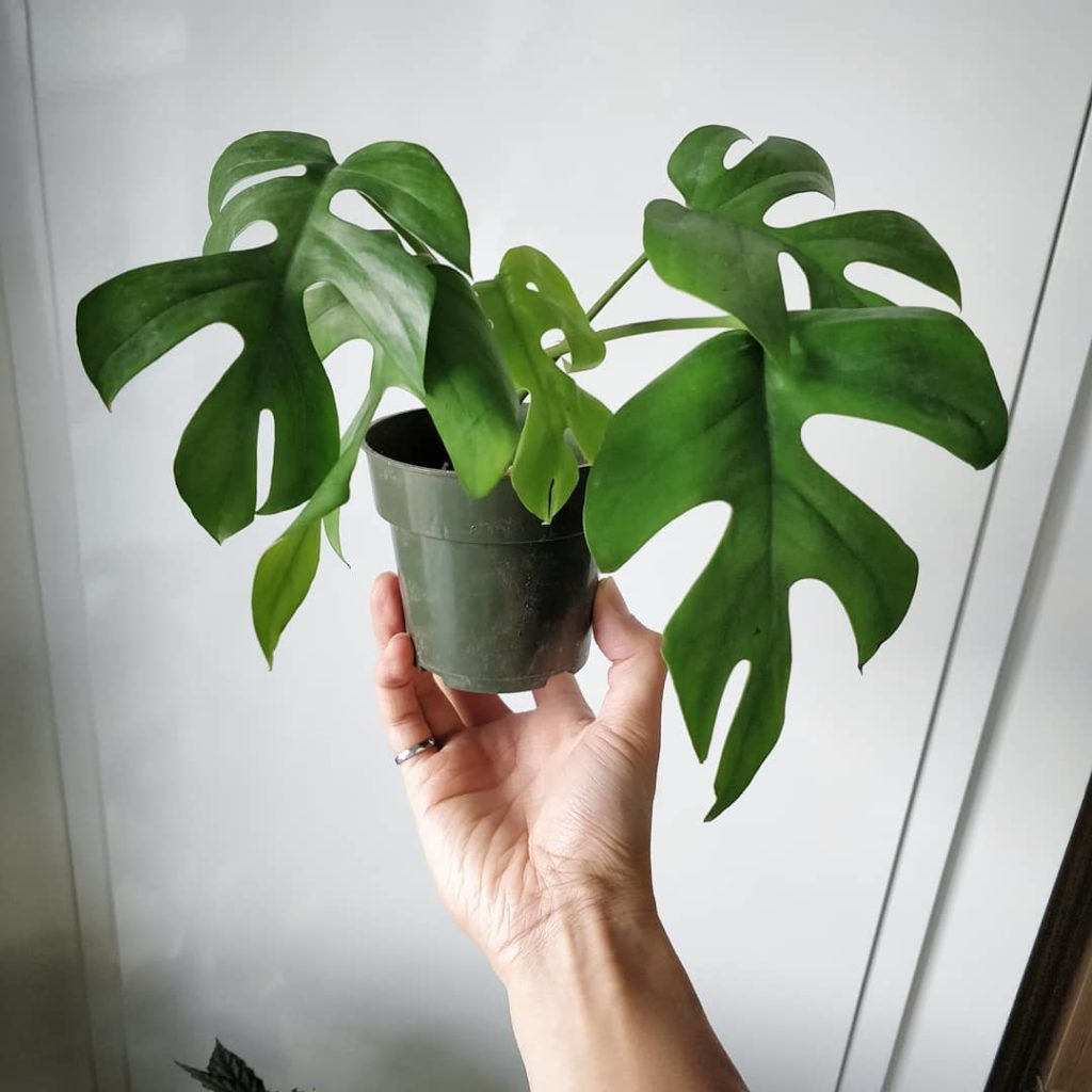 houseplantjournal: Wish list plant checked off: Rhaphidophora tetrasperma! (aka ‘mini monstera’ eve… Wish list plant checked off: Rhaphidophora tetrasperma! (aka 'mini monstera' eve...