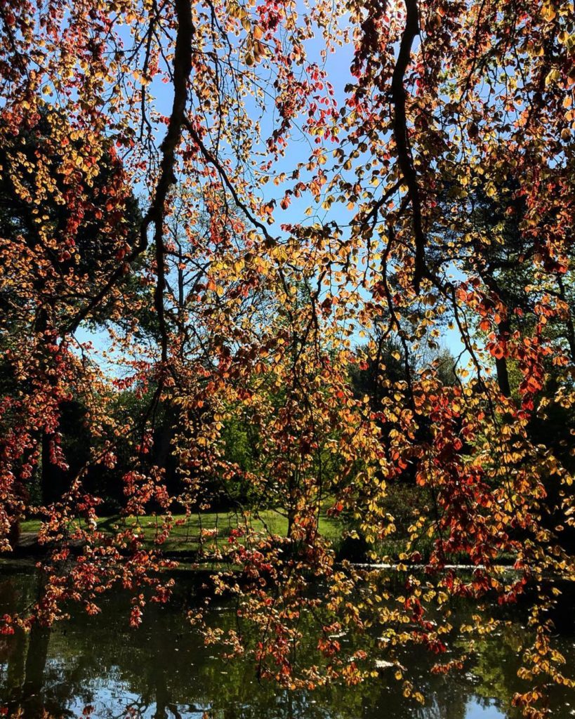 The #delicate #new #leaves of the #Beech #tree #cascade like #fireflies in the e...