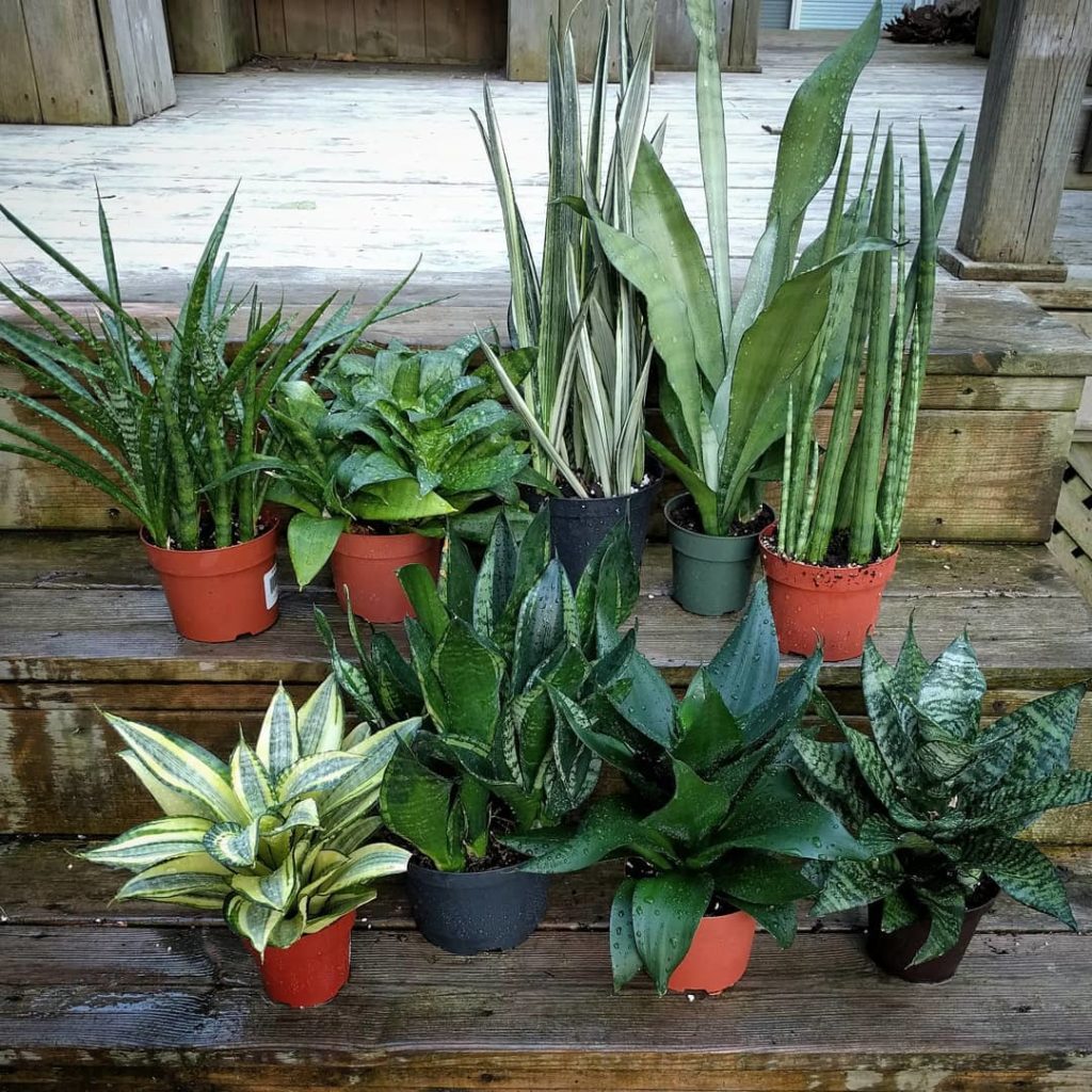 houseplantjournal: Finally warm enough to give my Slytherin gang a shower outside…yesterday…but… Finally warm enough to give my Slytherin gang a shower outside...yesterday...but...