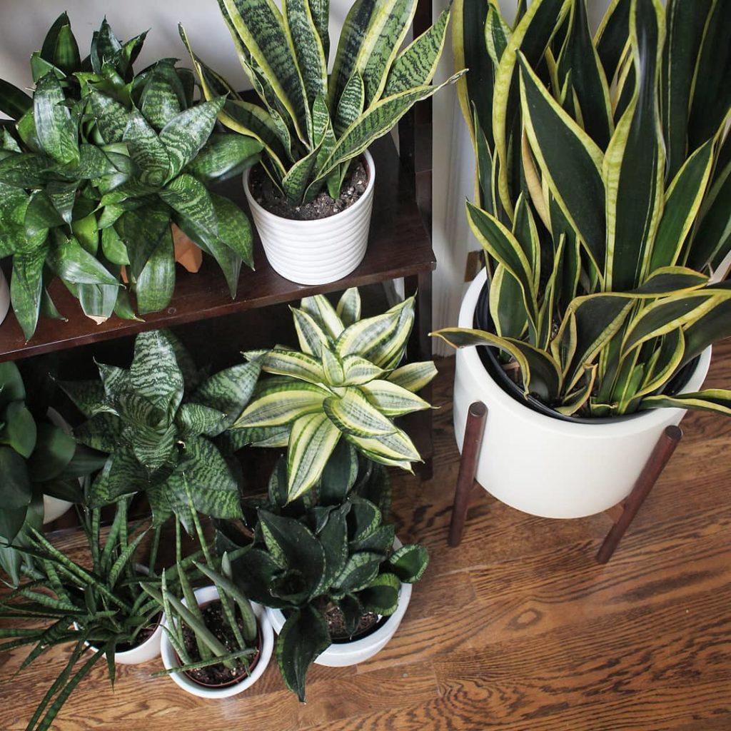 houseplantjournal: Just part of my Slytherin gang for #SansevieriaSunday
–
Sansevieria care details… Just part of my Slytherin gang for #SansevieriaSunday
-
Sansevieria care details...