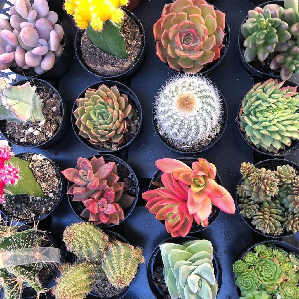 Love plants? Have you entered our giveaway? Check it out just a couple posts bac...
