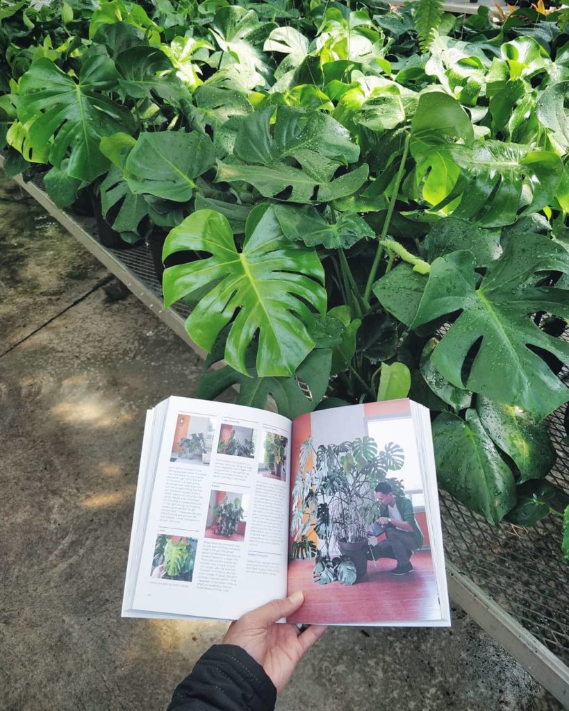 Just chatting with some young monsteras, inspiring them to reach their full pote...