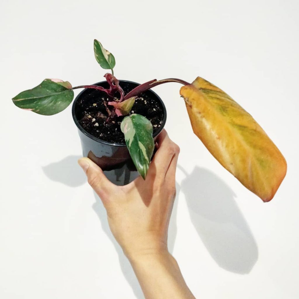 It's sad to see the original Pink Princess leaf sacrificing its mobile nutrients...