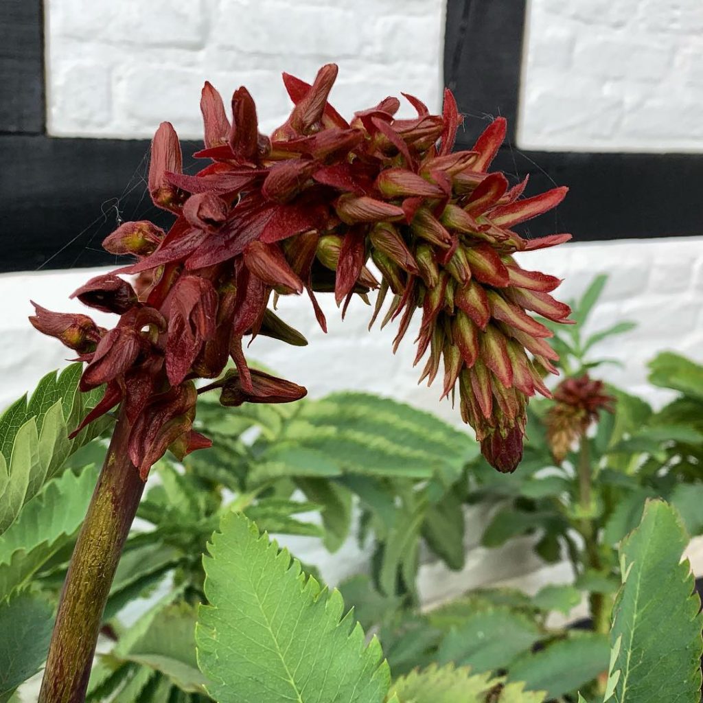 kategouldgardens: Wonderfully textural flower spikes on Melianthus major.  This one came out of ou… Wonderfully textural flower spikes on Melianthus major.  This one came out of ou...
