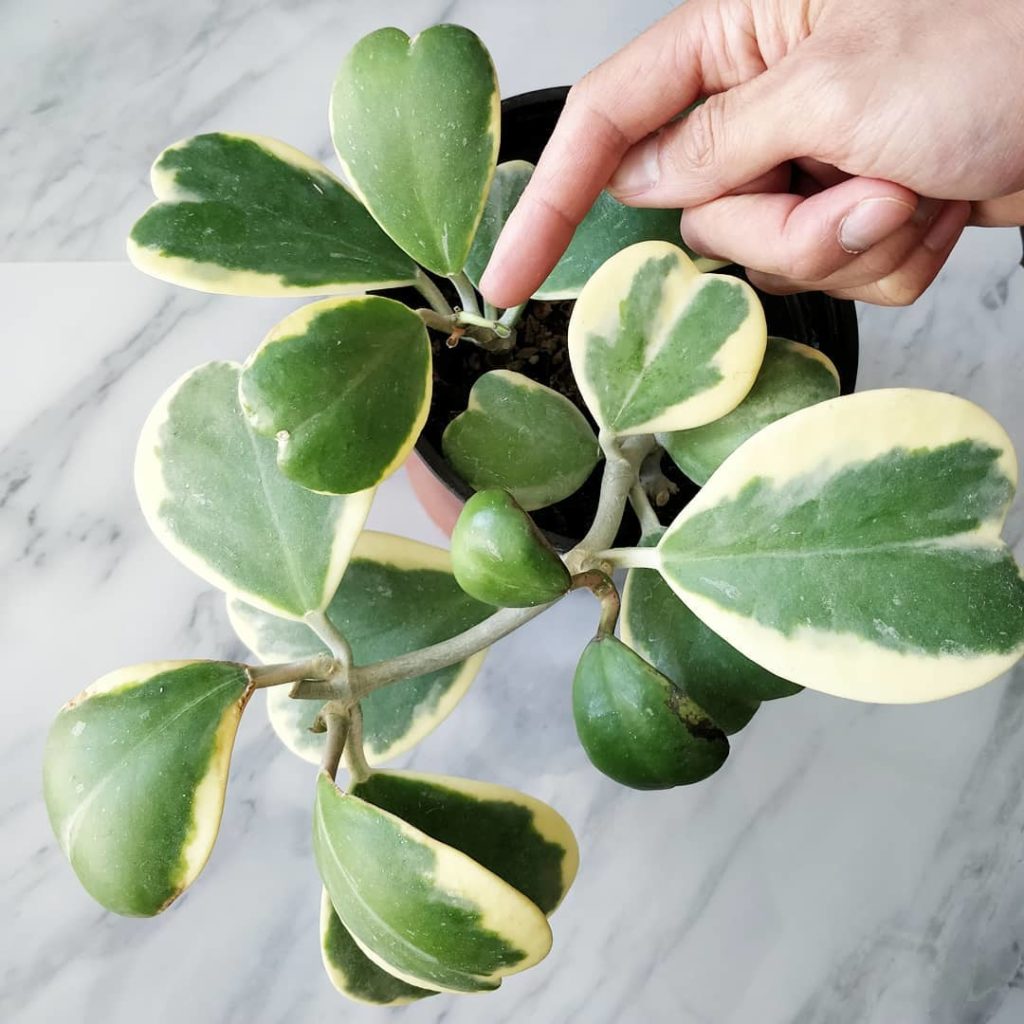 Hoya kerrii variegata - 2️⃣ happy to see some new growth after alm...