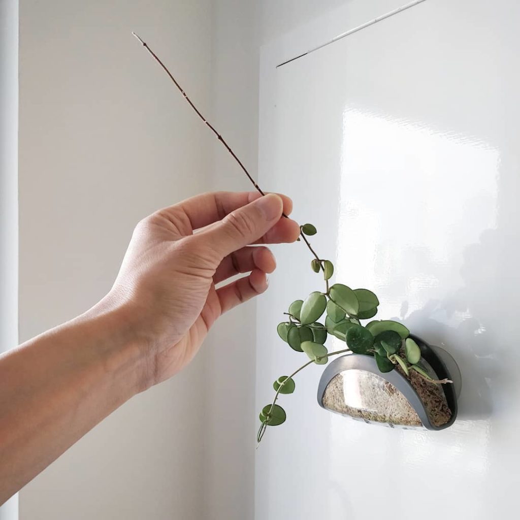 Hoya Taco update: my Hoya mathilde has sent out a new vine! 2️⃣ Cl...