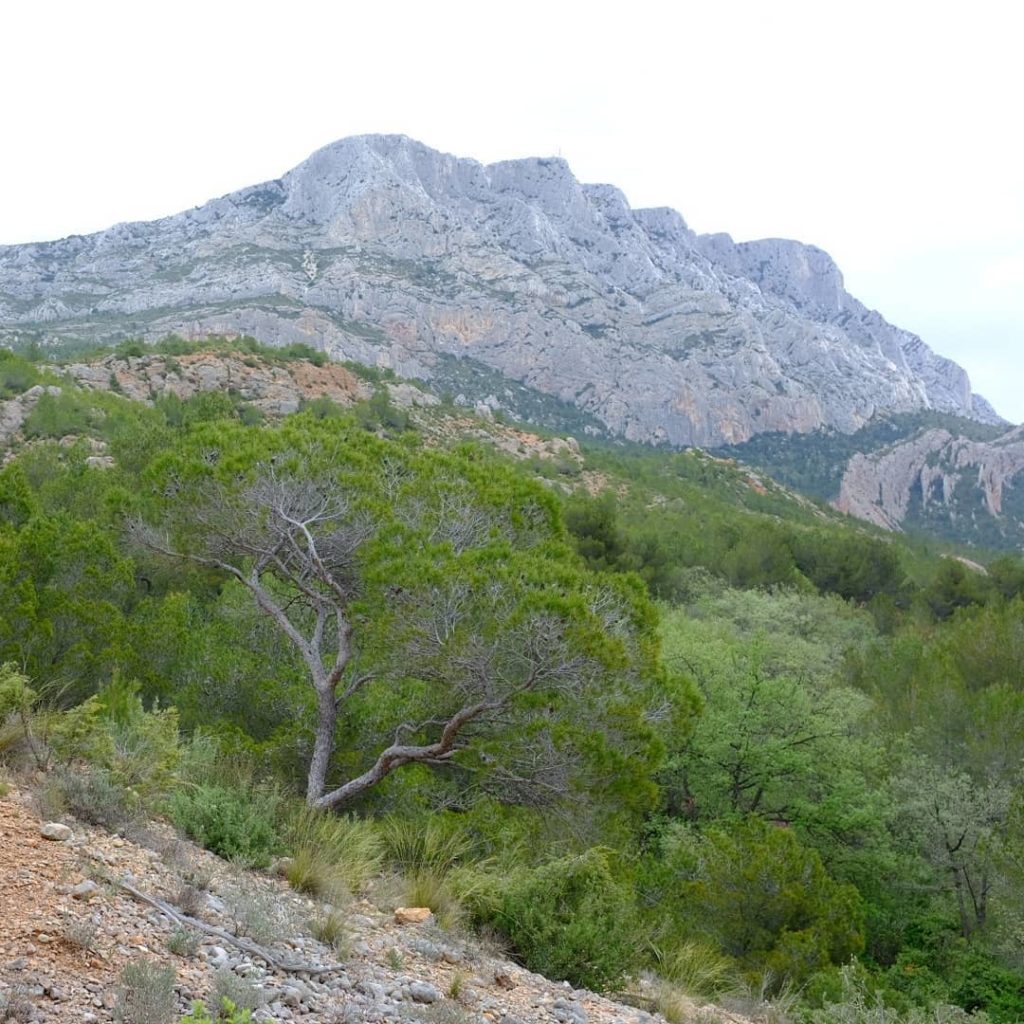 Mont St. Victoire et des Tapis de Aphyllanthes....