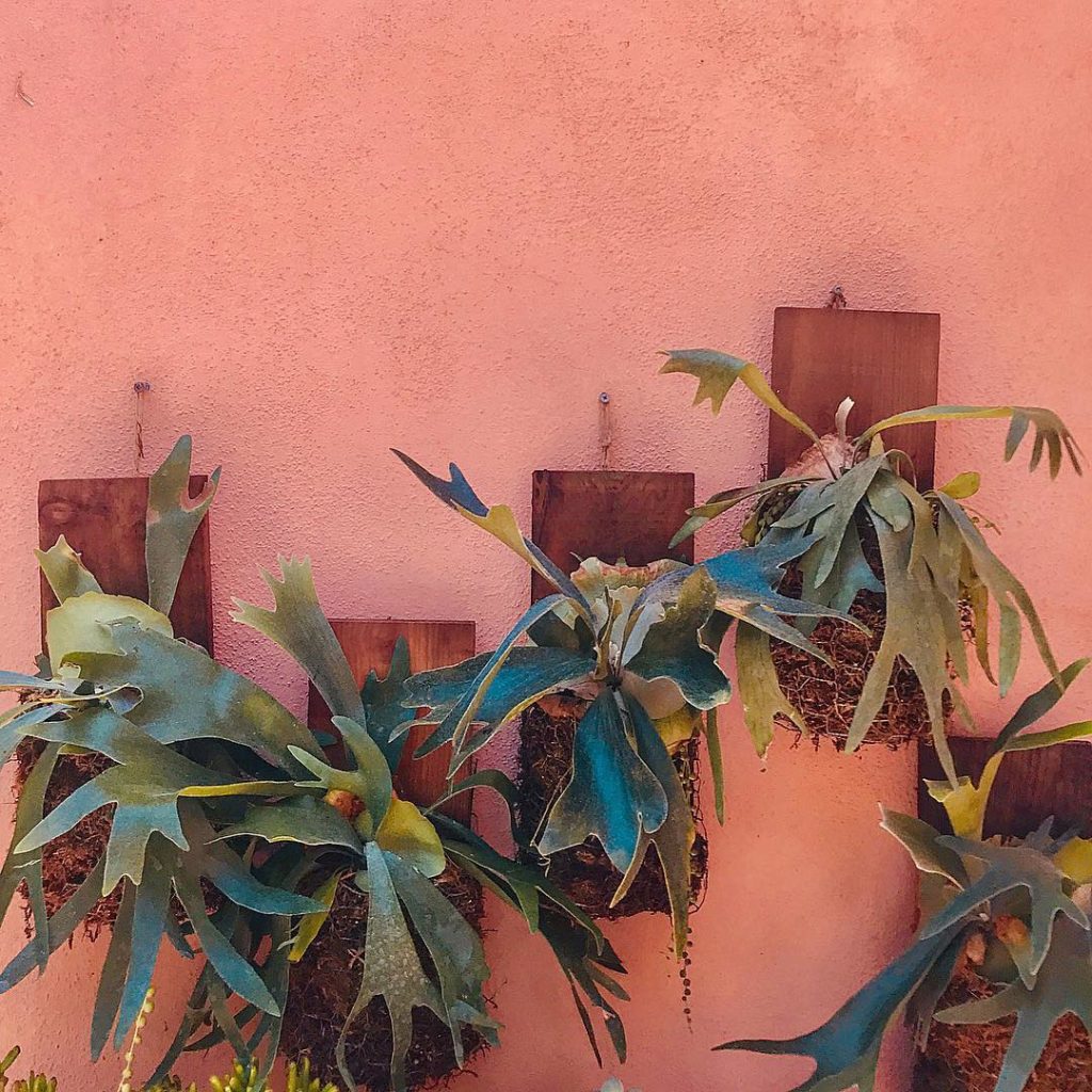 Them staghorns  #jungalow...