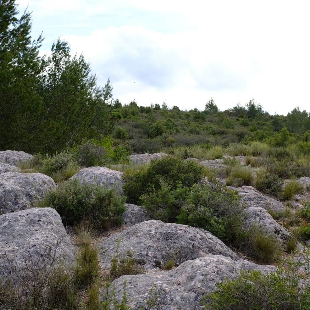 Near Mnt St Victoire...