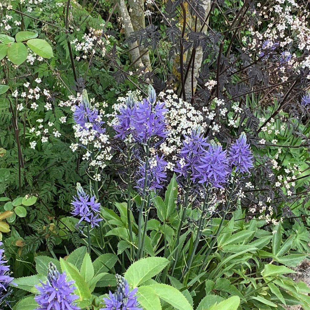 Spring colours under the Amelanchier #camassia #anthriscus #gardendesign #mumsne...