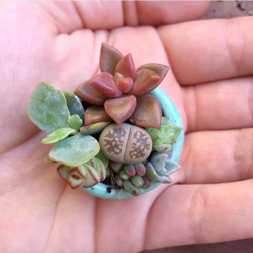 Pixie Succulents...