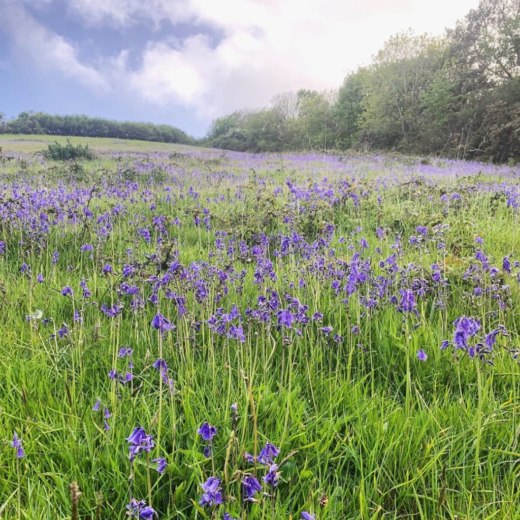 Seems to be a bumper year for bluebells in Cornwall #bluebells #flowers #spring ...