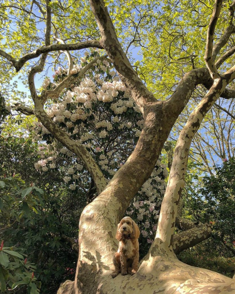 #cockerpoo #tree #climber - #skills! #dogsofinstagram...