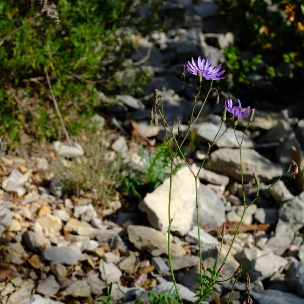 Cichorium intybus jewels. Merindol....