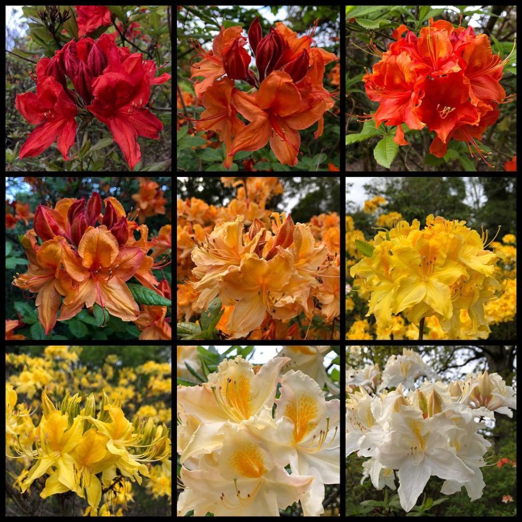 #psychedelic #beauty : deciduous #azaleas galore @exburygardens : #exbury100 ...