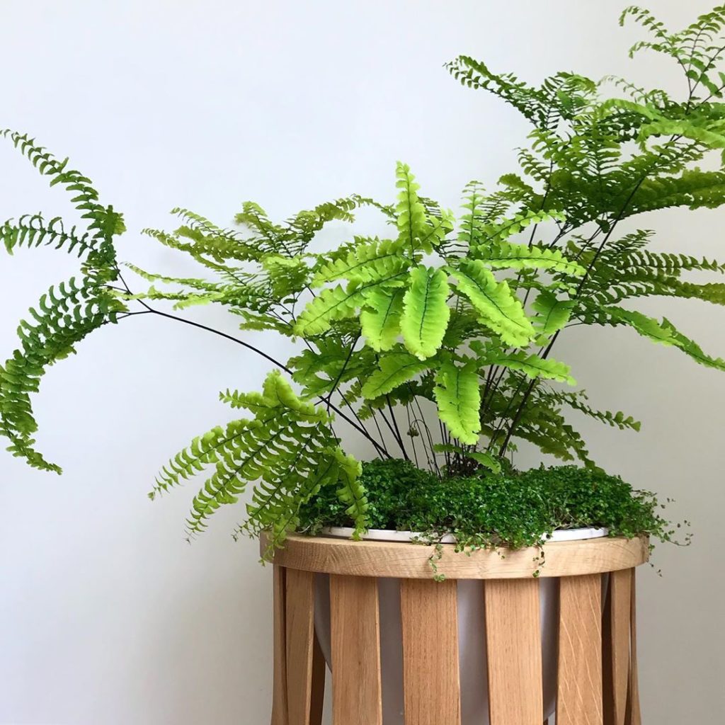 Outside in... chatting houseplants with @tomraffield ahead of @rhs_chelseaflower...