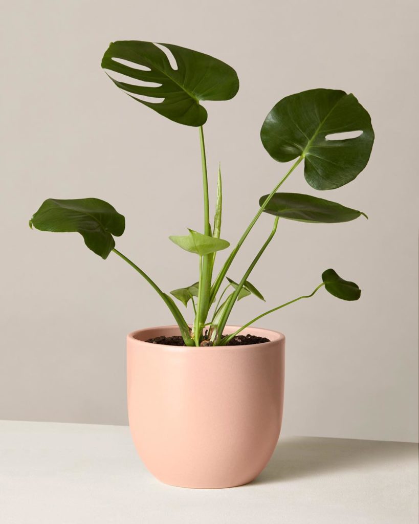 Make #monsteramonday every day for your favorite plant person.  Pro-tip: Add a m...