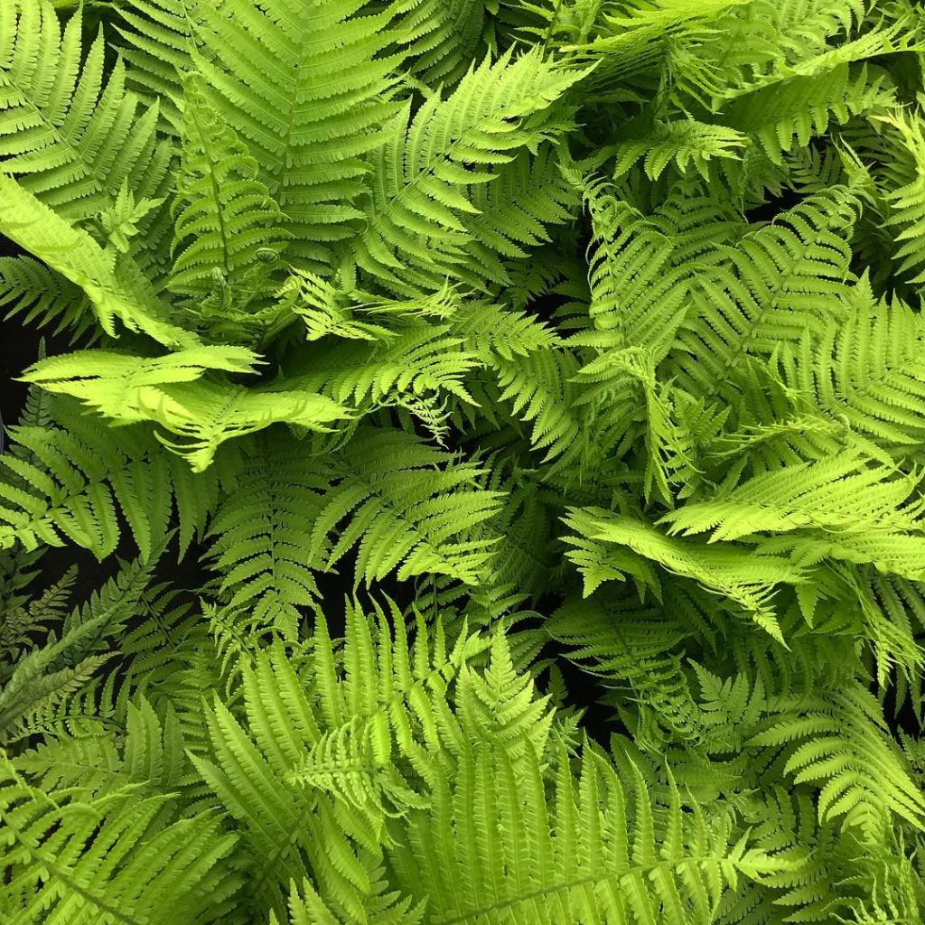 Green #matteucciastruthiopteris already to plant @tomraffield #plantingdesign @r...