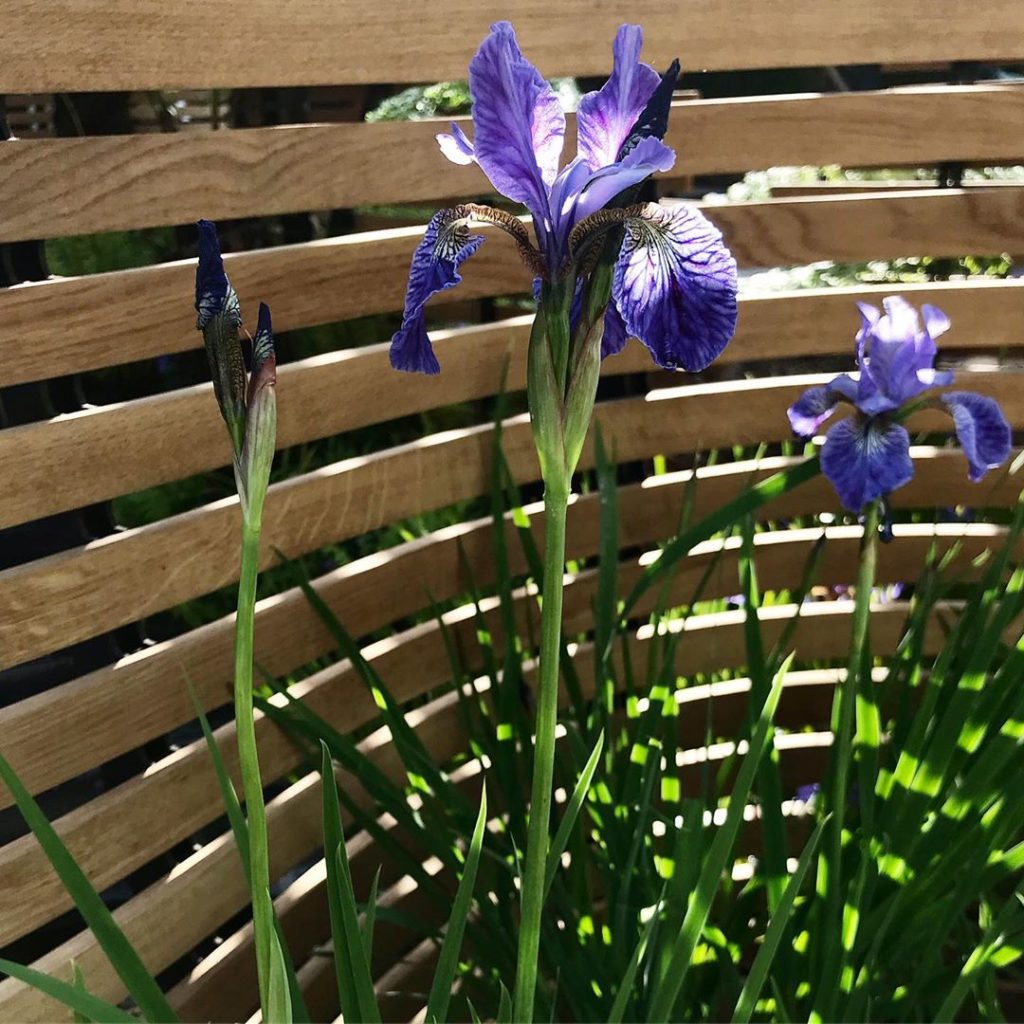 Here come the flowers... @tomraffield @rhs_chelseaflowershow #irissibirica #perr...