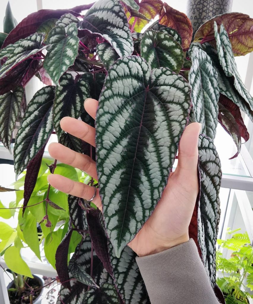 houseplantjournal: Plant: Cissus discolor (commonly called rex begonia vine even though it’s not in… Plant: Cissus discolor (commonly called rex begonia vine even though it's not in...