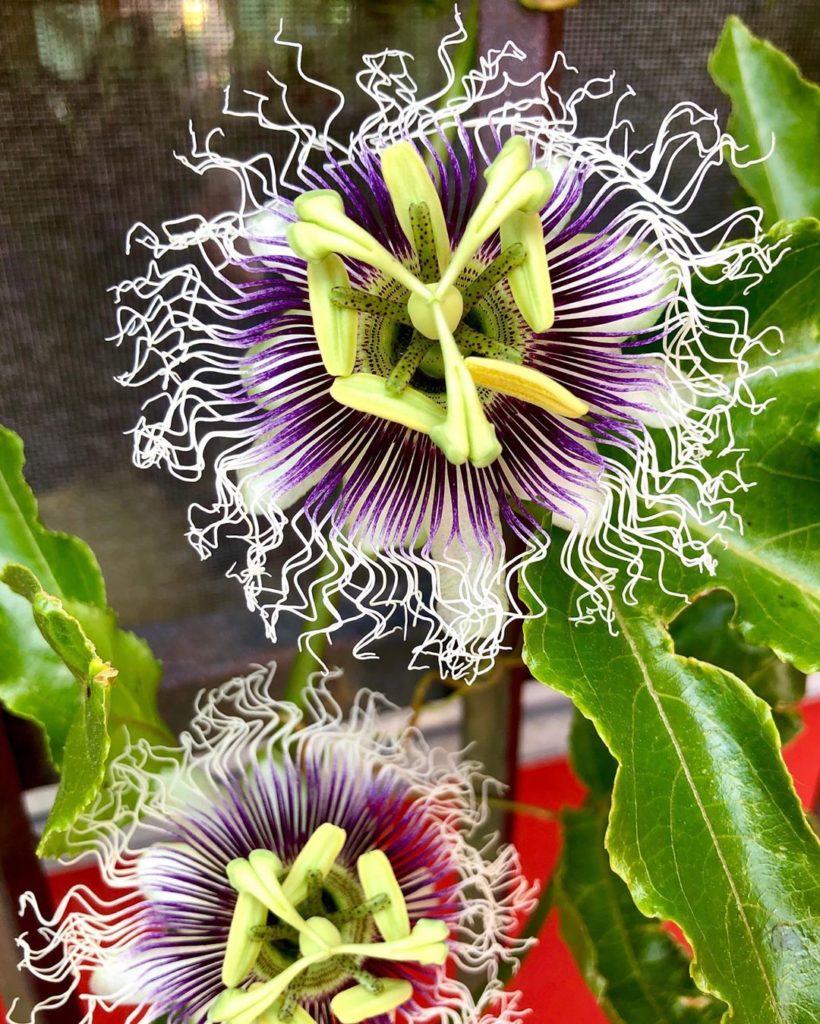 thehorticult: Greetings, #passifloraedulis flowers a year and half after arriving as a teensy … Greetings, #passifloraedulis flowers a year and half after arriving as a teensy ...