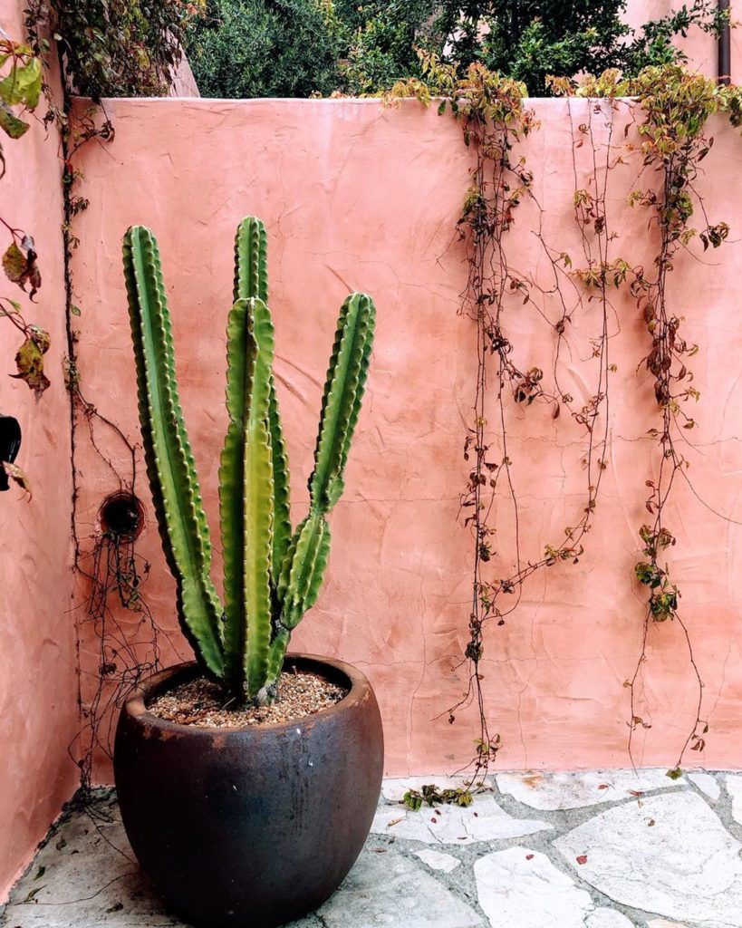 Cacti corners are the best corners #jungalow #cacti #bohostyle...