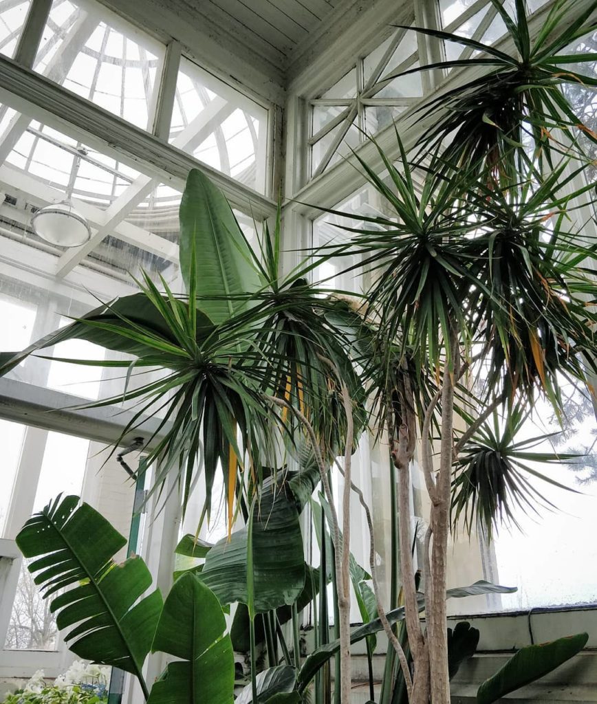 houseplantjournal: New blog post (link in profile) entitled “What hope do we have?” If you’ve ever … New blog post (link in profile) entitled "What hope do we have?" If you've ever ...