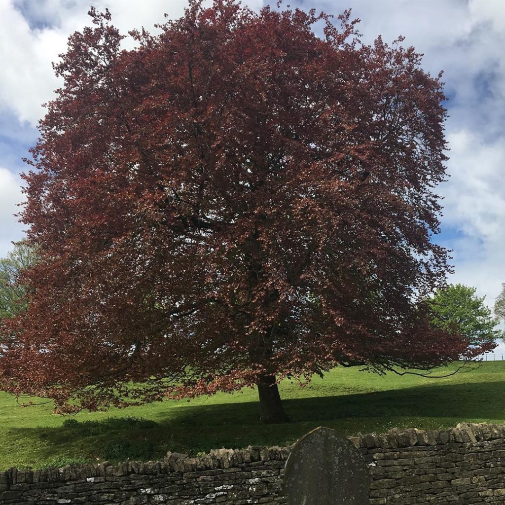 #fagussylvaticapurpurea #comingintoleaf #cotswolds #maytime #walk #gloucestershi...