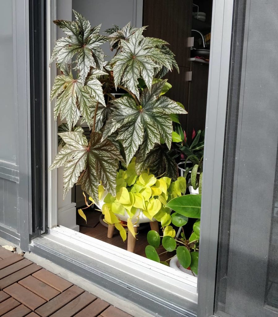 Went out to the balcony yesterday. Looked back and saw this - the plants saying ...