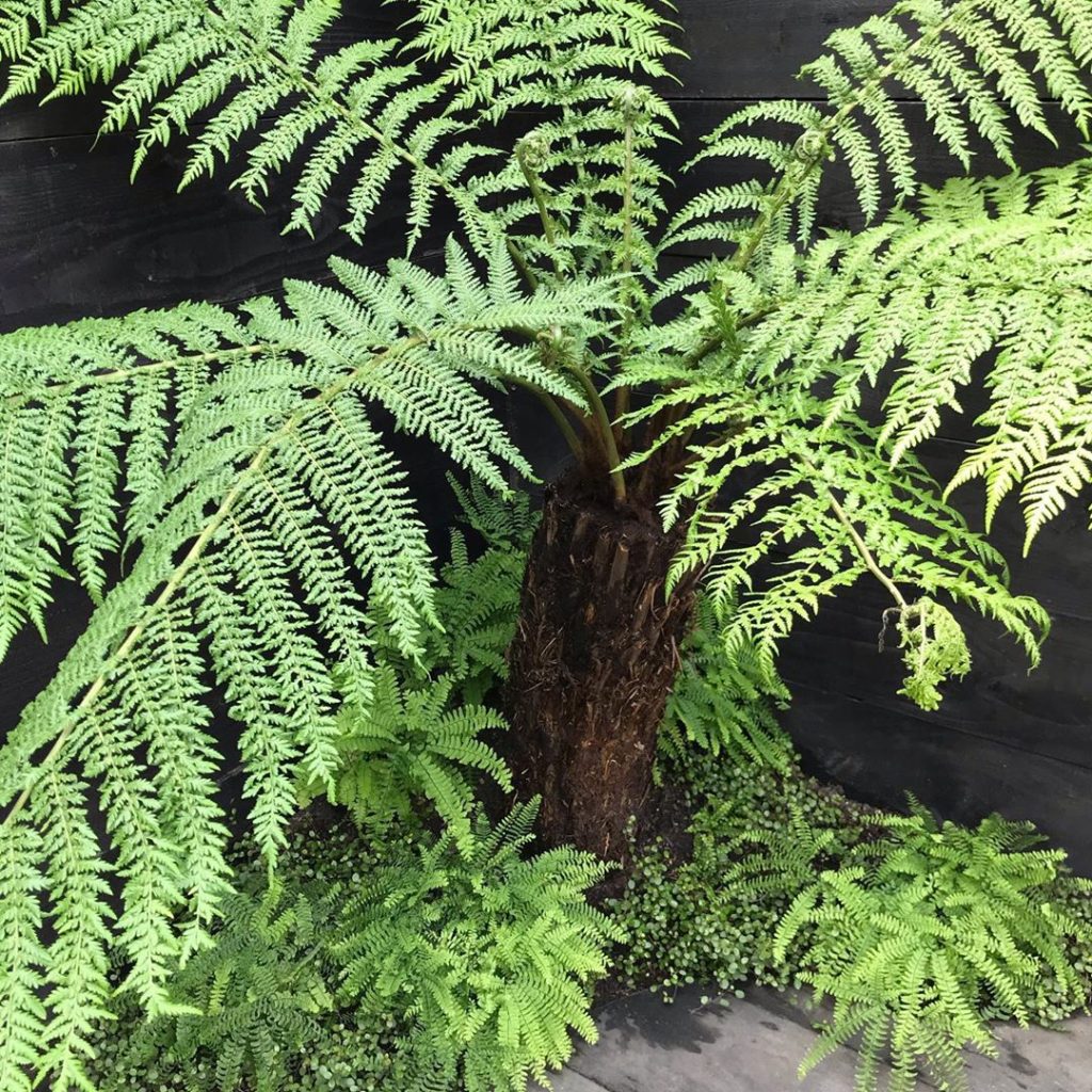 Green & Black #dicksoniaantarctica #adiantumpedatum #muehlenbeckiacomplexa plant...