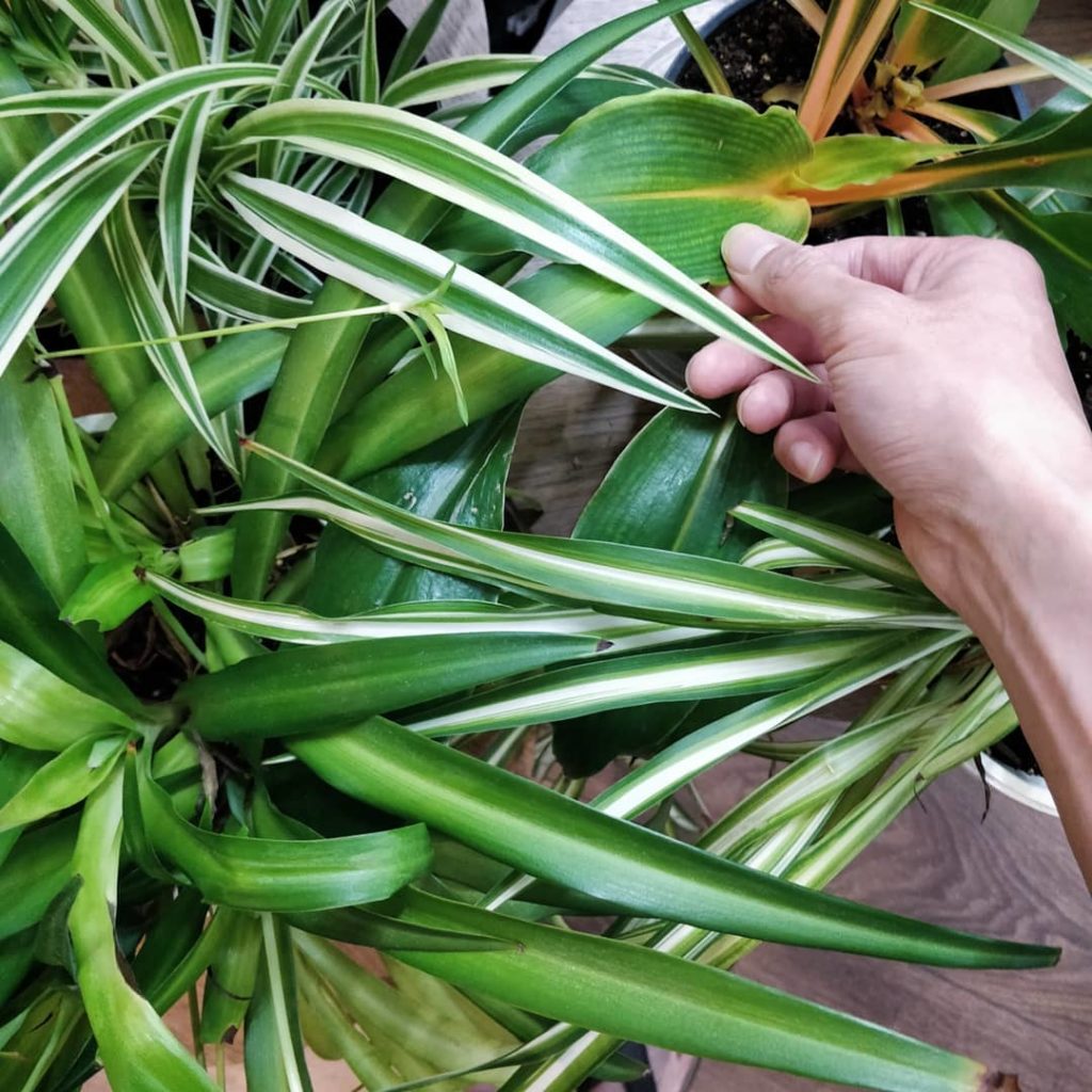 houseplantjournal: Chlorophytum collection is nearly complete (4 out of 5) – just missing the ‘Bonn… Chlorophytum collection is nearly complete (4 out of 5) - just missing the 'Bonn...