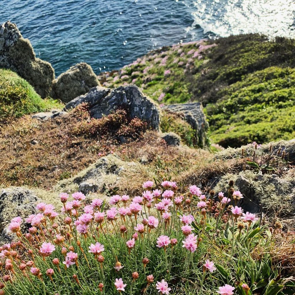 Sea thrift scattered across the cliffs  #spring #flowers #coastal #landscape #ro...
